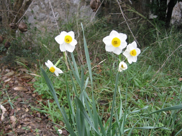Narcissus Tazette "Geranium"